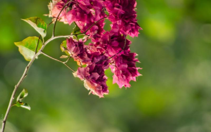 Flowers in the Ashram