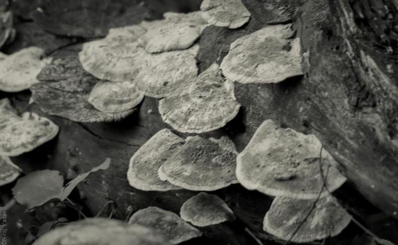 Mushrooms