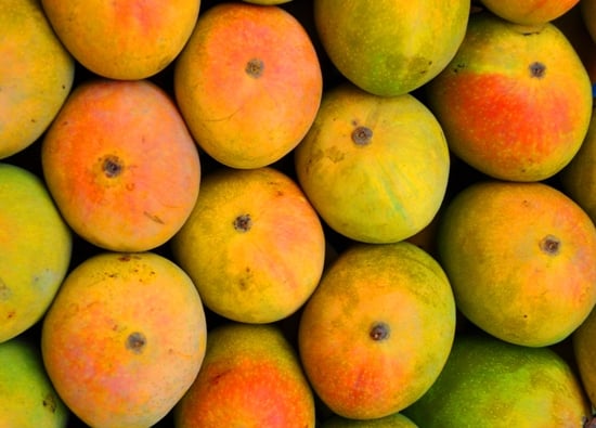 Alphonso mangoes. Mango in india