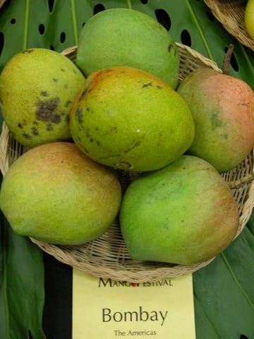 Bombay Green mangoes, Mango in india