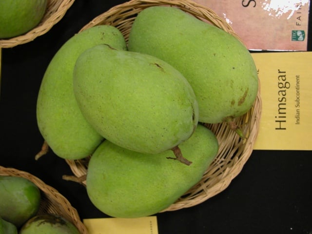 Himsagar mangoes, Mango in india