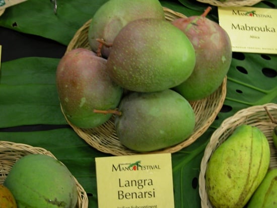 Langra Mangoes, Mango in india