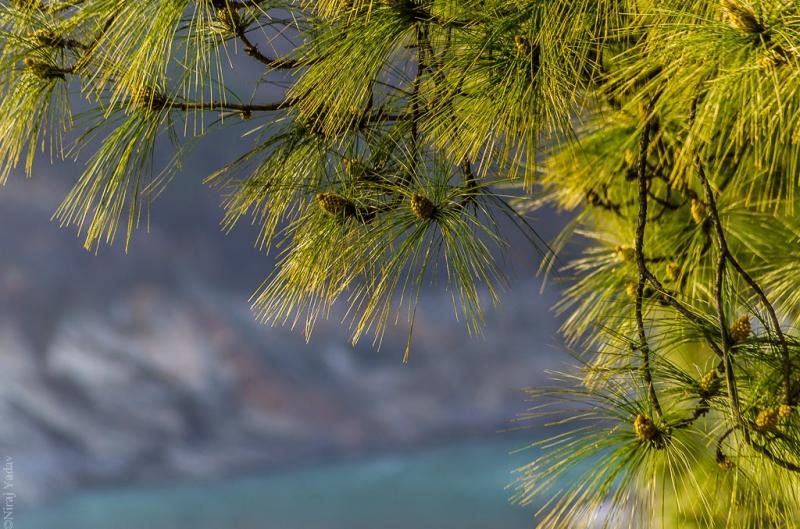Rudraprayag chamoli glowing leaves