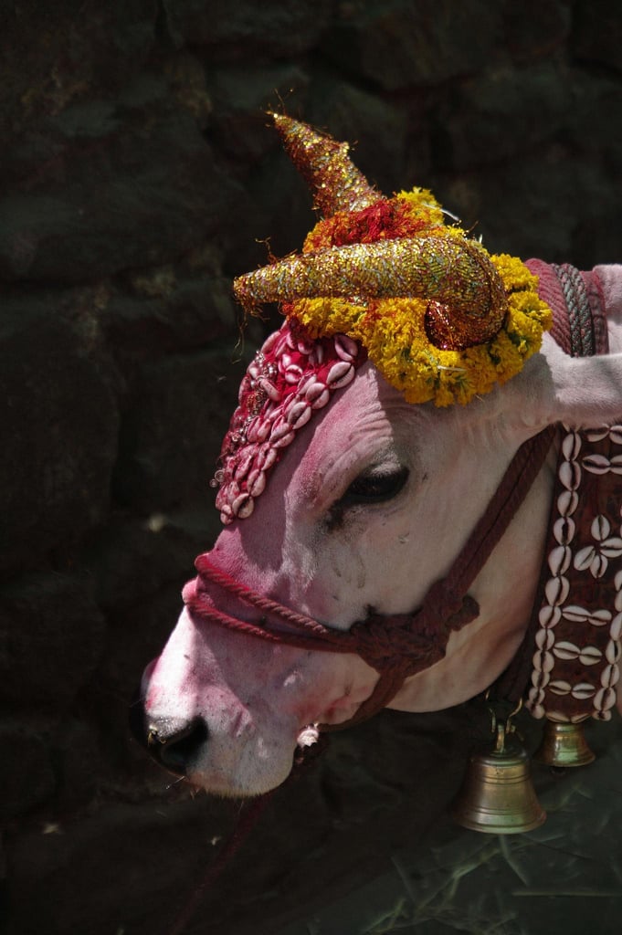 sacredCow