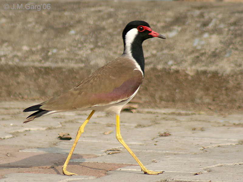 Red Wattled Lapwing at Nanmangalam Reserve Forest Source