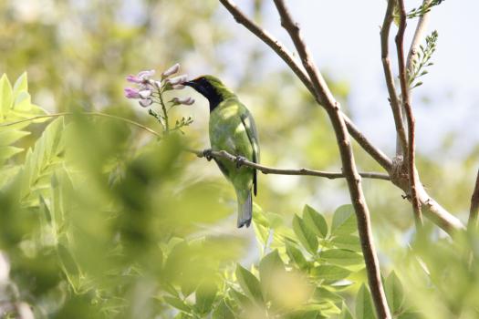Silent Valley National Park, bird sanctuaries in India