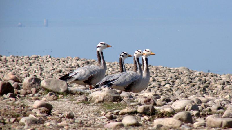 Pong Dam Wetlands, bird sanctuaries in India