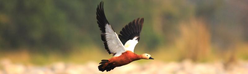 Nameri National Park, bird sanctuaries in India