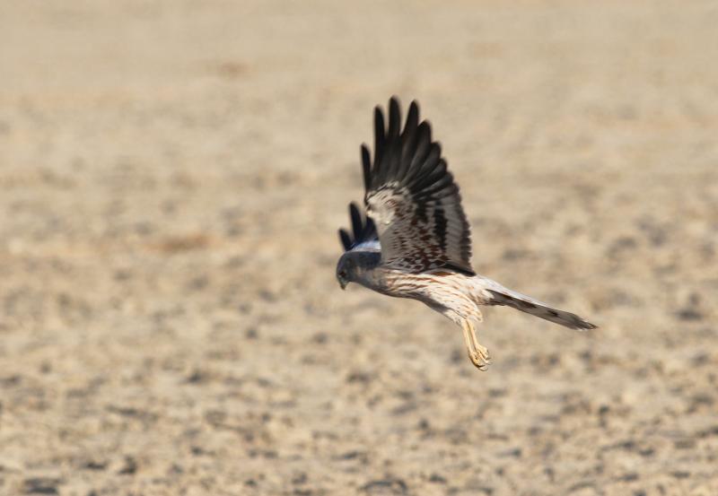 Little Rann of Kutch, Places to watch birds in India