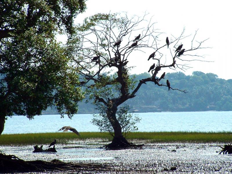 Salim Ali Bird Sanctuary, Goa, Places to watch birds in India