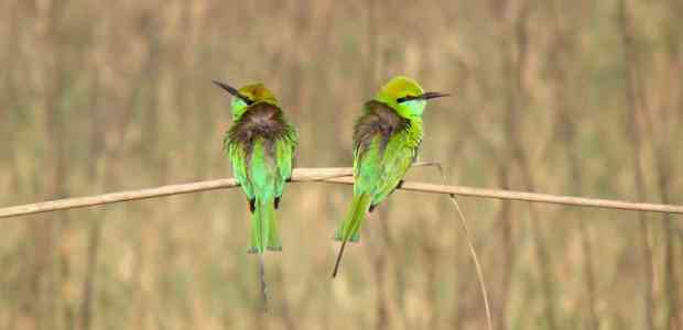Bird Sanctuaries in India | 11 Places To See Indian Birds