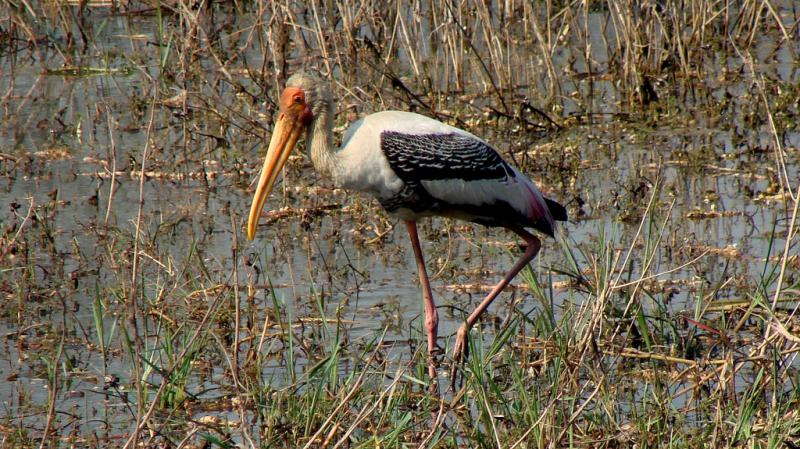 Bharatpur Bird Sanctuary, bird sanctuaries in India