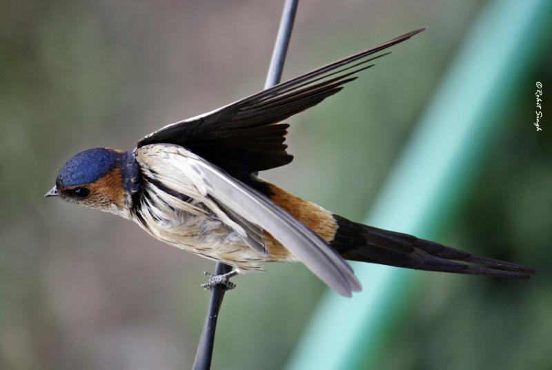 Pangot, Places to see birds in India