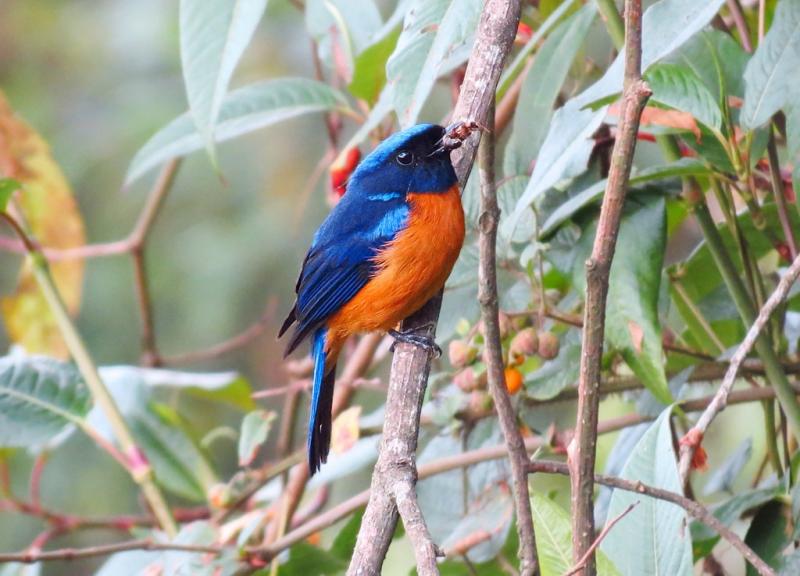 Bird watching at Lava, Places to watch birds in India