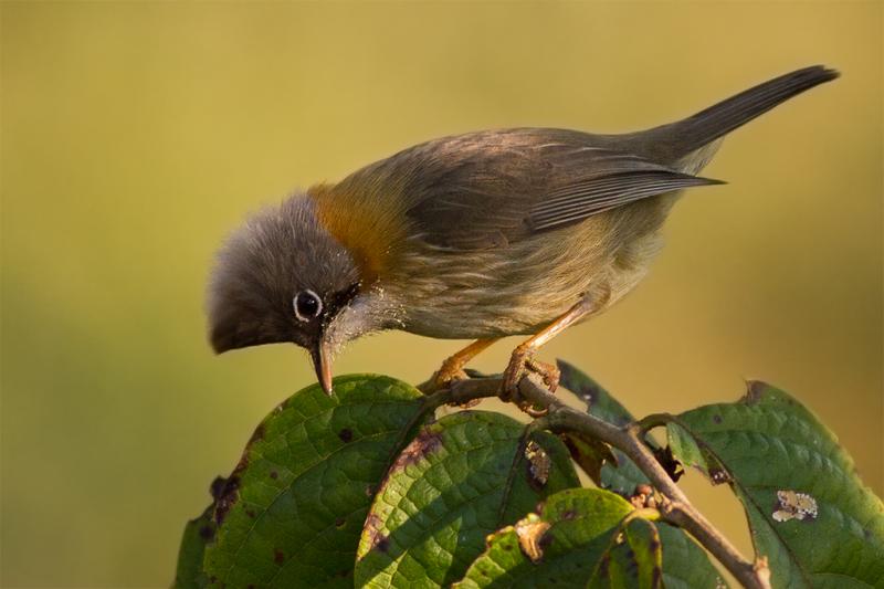 Eaglenest Wildlife Sanctuary, bird sanctuaries in India