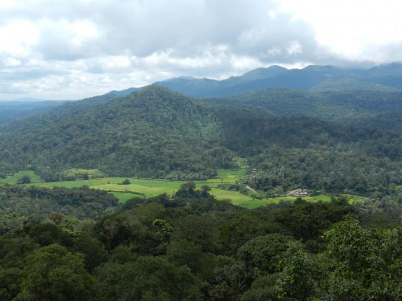 Greenery in and around Coorg, Coorg Trip