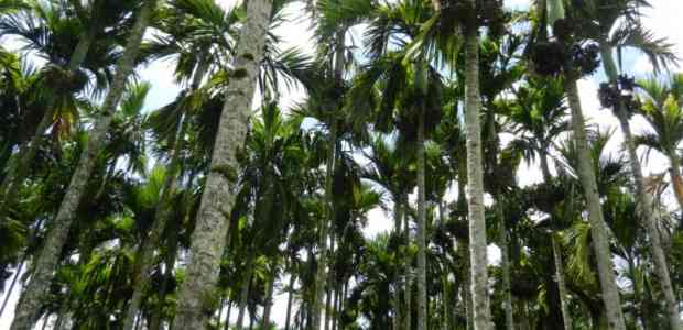 Coorg Trip: From 