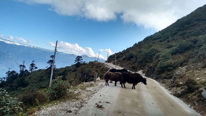 Yaks on the road, some of the very few we saw