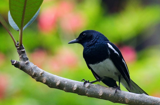 Karnala Bird Sanctuary, Mumbai to Goa road trip