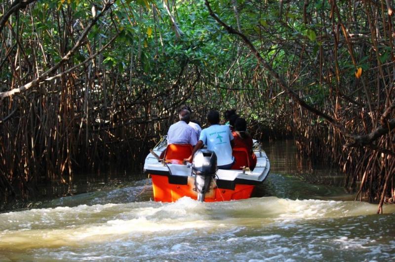 Pichavaram Mangrove Forest Caves