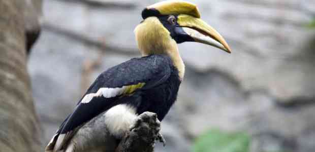 10 Reasons To Attend The Hornbill Festival in Nagaland