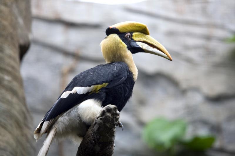 A Hornbill, Hornbill festival 2015