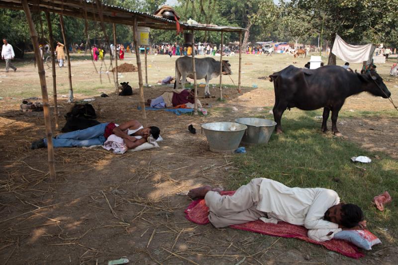 Festival Napping_ Sonepur Mela