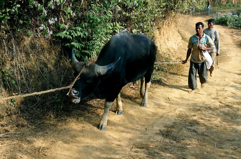 Mithun- Main source of meat in Arunachal.