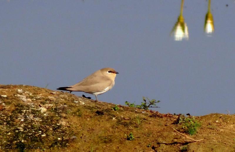 Small Pratincole, Ecotourism in India