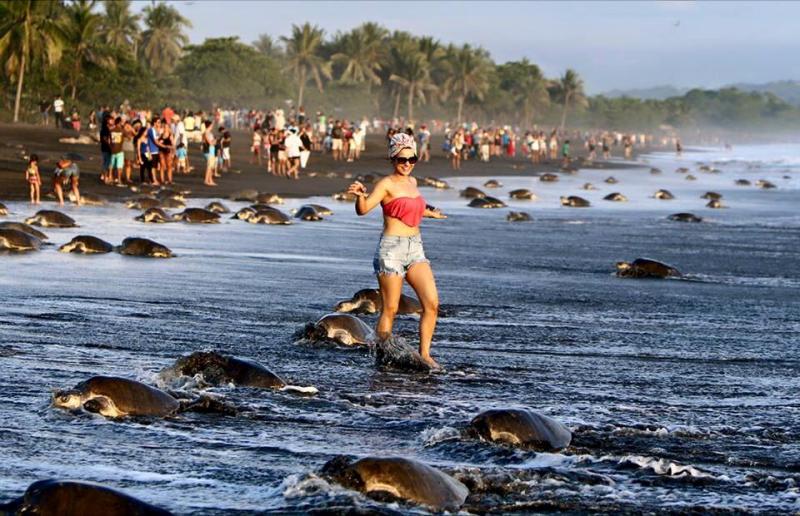 Oliver ridley turtles, eco tourism in India