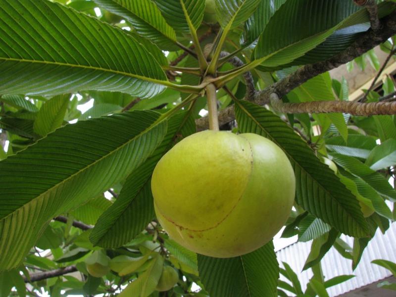 Elephant Apple In Hindi Food of Assam | The Ultimate Food Guide to Assam
