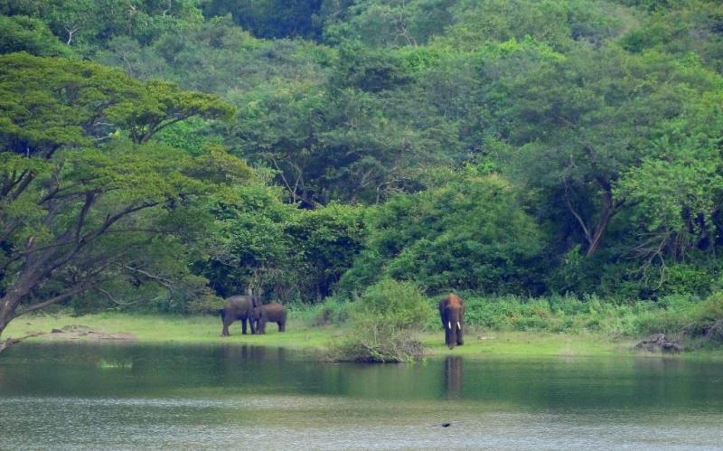 elephants, eco tourism in India