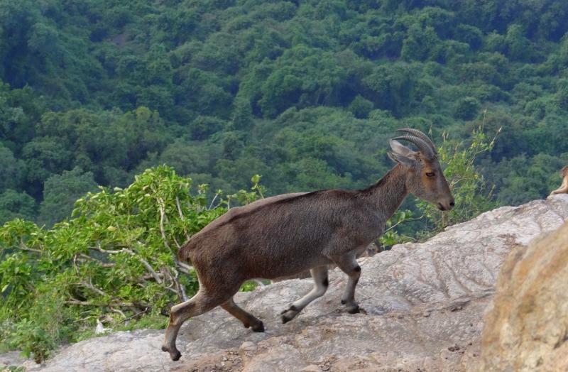 Nilgiri tahr takes a stroll where no human would dare to walk!