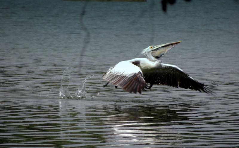 Pelican, eco tourism in India