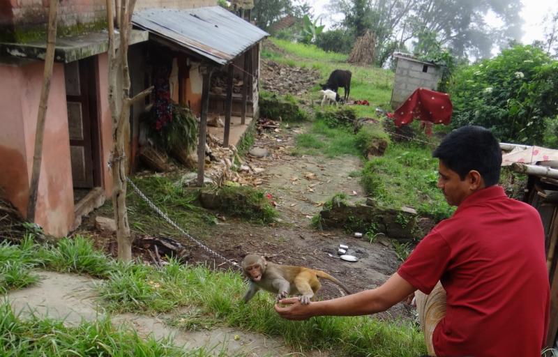 playing with monkey who's chained, eco tourism in India