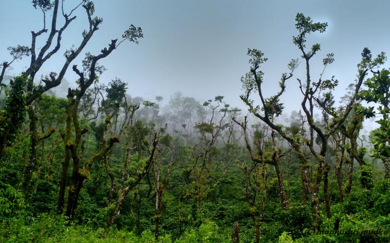 Bisel forest range, eco tourism in India