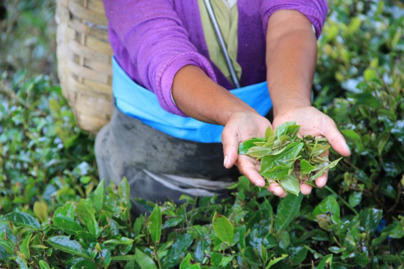 Tea Darjeeling - Souvenirs From India