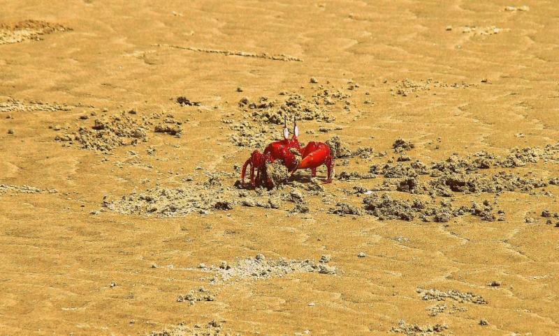 Red crab, henry island, sundarban