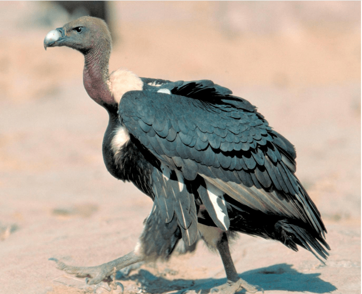 Indian Vulture