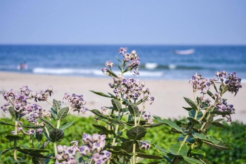 Serenity Beach - Lesser Known Beaches Of India 