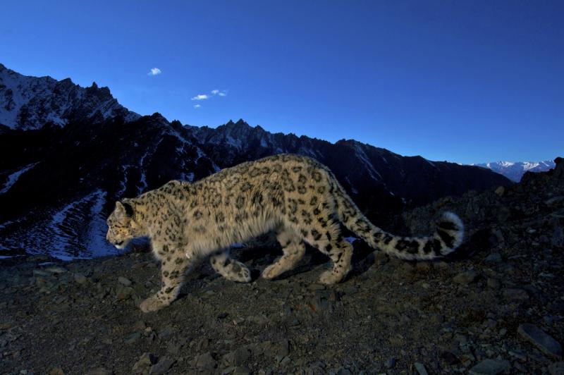 biggest jungle safari in india Hemis National Park, Ladakh