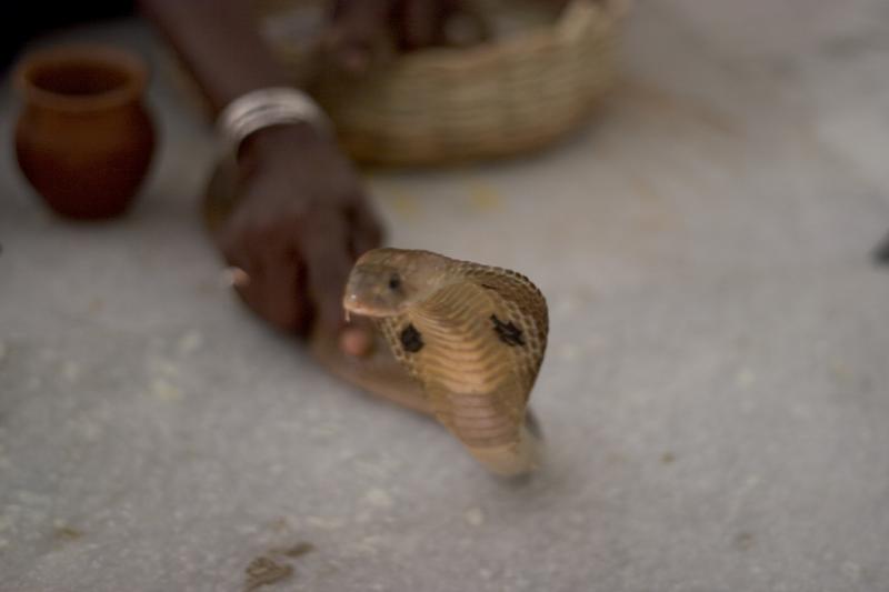 Nag Panchami - Festivals of Maharashtra