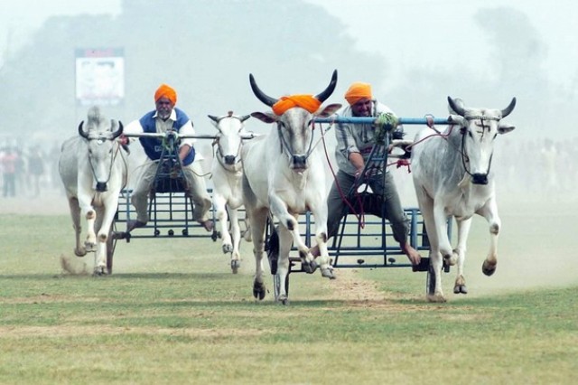 Bullock cart race at Kila raipur sports festival