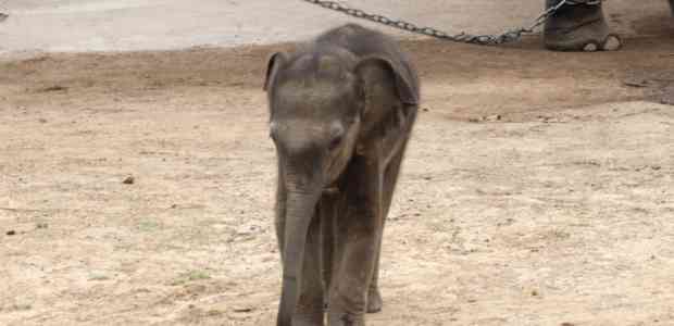 The Emerald – Panna National Park, Madhya Pradesh