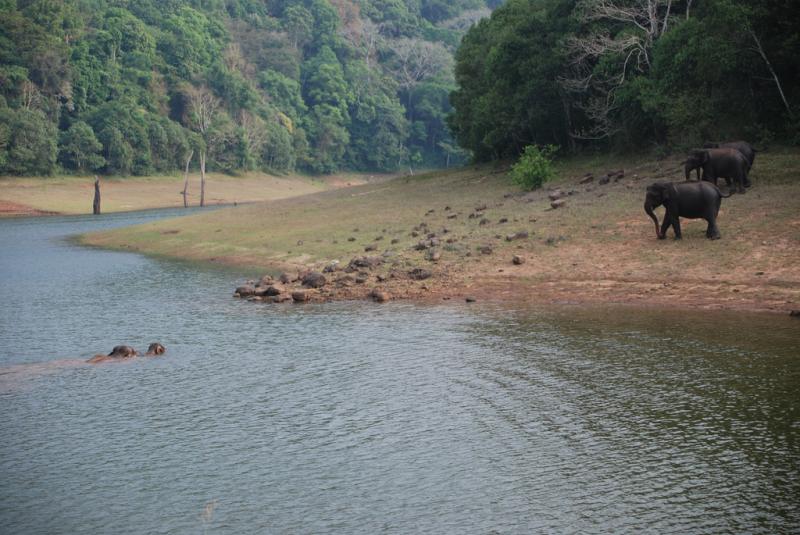 biggest jungle safari in india Periyar Wildlife Sanctuary Kerala