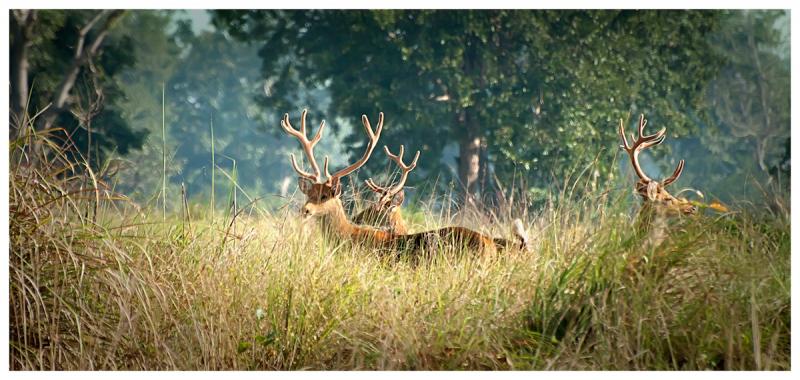 biggest jungle safari in india Kanha National Park, Madhya Pradesh
