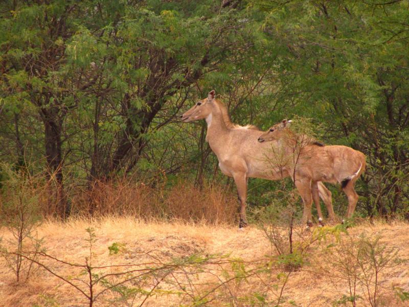 biggest jungle safari in india Pench National Park, Madhya Pradesh