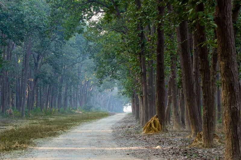 biggest jungle safari in india Jim Corbett Uttarakhand