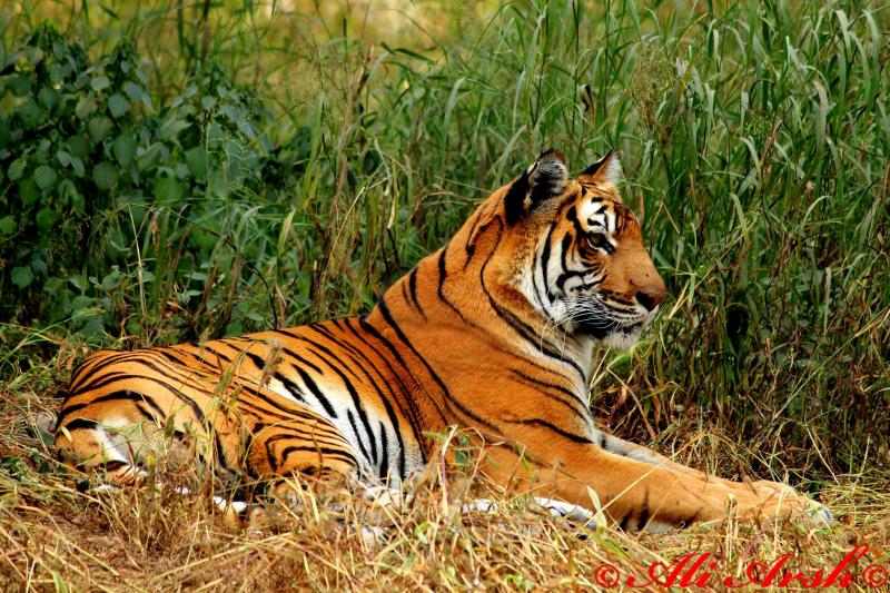 biggest jungle safari in india Bandhavgarh National Park, Madhya Pradesh