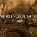 13 Best Wildlife Safaris in India Every Animal Lover Needs To Take!